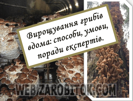 вирощування грибів вдома
