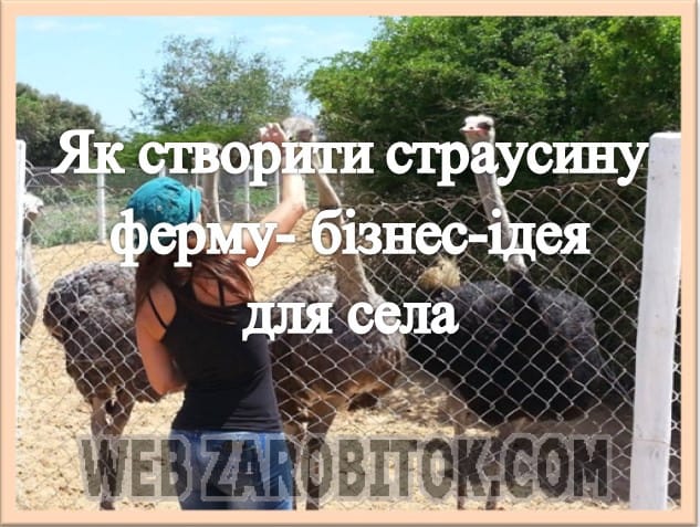 Як створити страусину ферму – бізнес-ідея для села