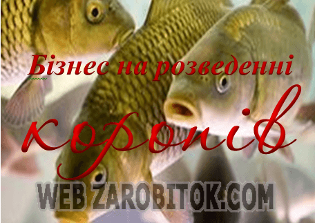 Бізнес на розведенні коропа